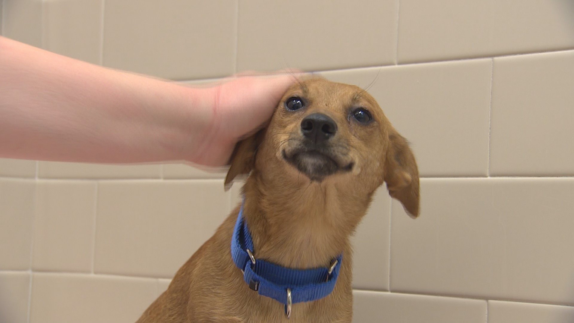 Animals Are All Smiles As They Move Into Their New Seattle Humane ...